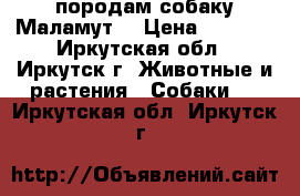 породам собаку Маламут. › Цена ­ 5 000 - Иркутская обл., Иркутск г. Животные и растения » Собаки   . Иркутская обл.,Иркутск г.